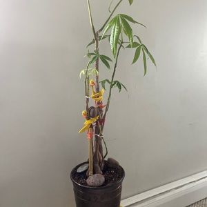 Meet your Posher, Leinid